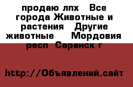 продаю лпх - Все города Животные и растения » Другие животные   . Мордовия респ.,Саранск г.